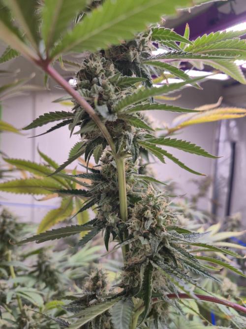 Purple diesel. Week 8 - Week 8 day 1 
16/9/26