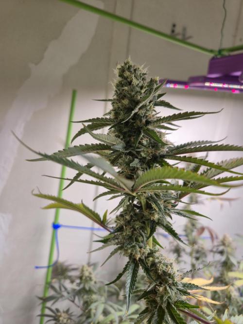 Purple diesel. Week 8 - Week 8 day 1 
16/9/26