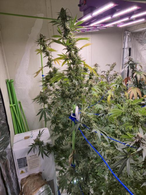 Purple diesel. Week 8 - Week 8 day 1 
16/9/26