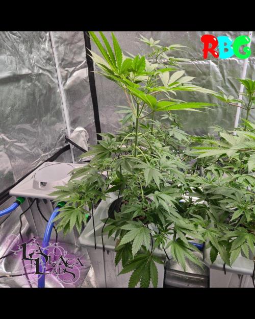 Alien Bubba Regular. Week 4