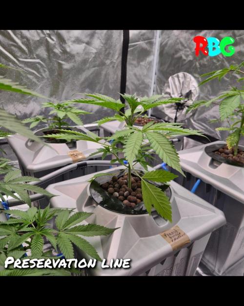 Peanut Butter Crashers. Week 4