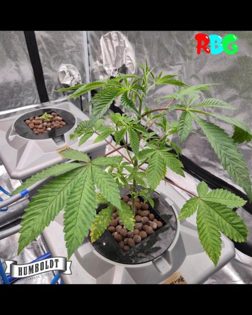 Gazzurple. Week 4