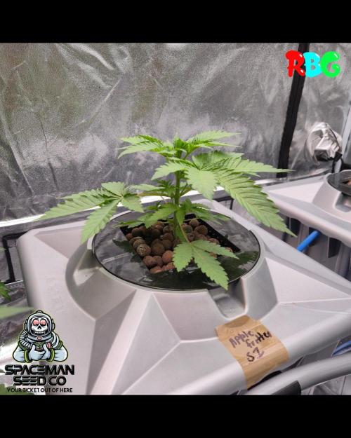 Apple fritter s1 RDWC. Week 4 - Week 4 day 1 
16/9/26