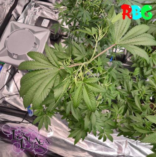 Alien Bubba Regular. Week 4