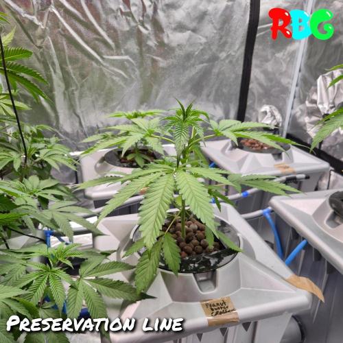Peanut Butter Crashers. Week 4