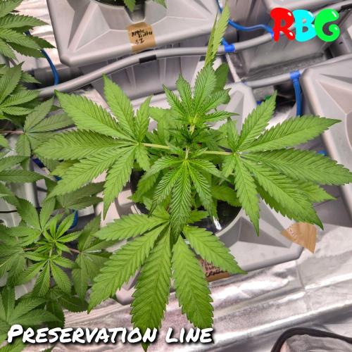 Peanut butter crashers ( RDWC ). Week 4 - Weel 4 day 2 
17/9 