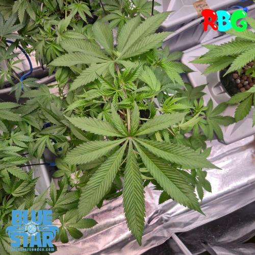 Lemon pound cake x blue star. Week 4 - Weel 4 day 2 
17/9 