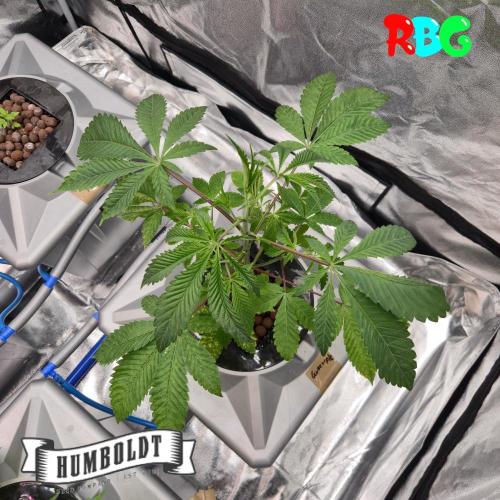 Gazzurple RDWC. Week 4 - Weel 4 day 2 
17/9 
