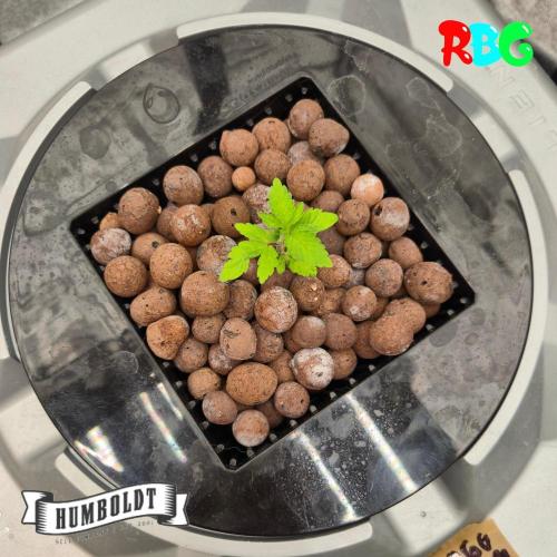 Orange Cream PoP RDWC. Week 4 - Weel 4 day 2 
17/9 
