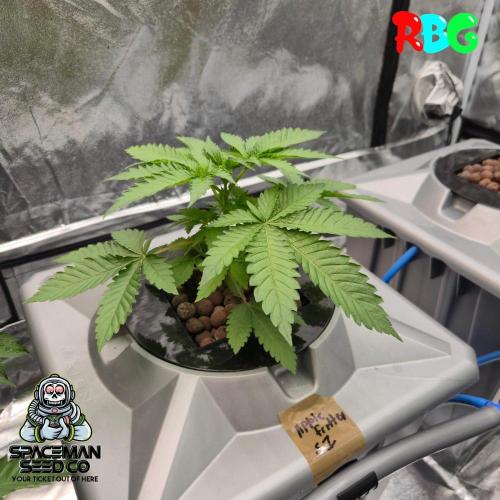 Apple fritter s1. Week 4