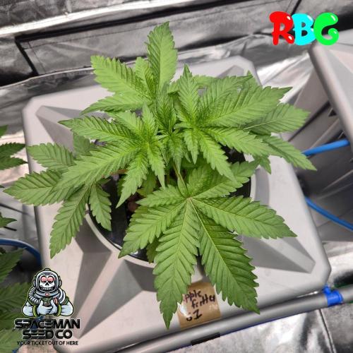 Apple fritter s1 RDWC. Week 4 - Weel 4 day 2 
17/9 