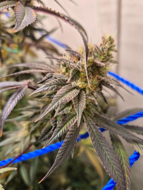 Purple panty droppers. Week 8 - Week 8 day 3 
18/9