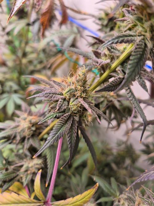 Purple panty droppers. Week 8 - Week 8 day 3 
18/9
