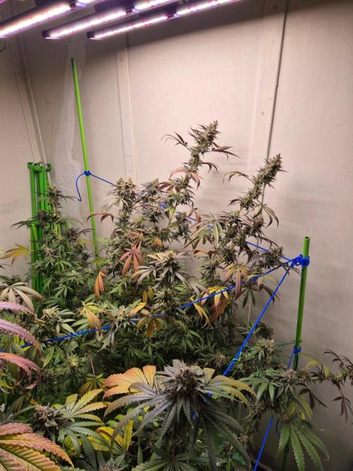 Purple panty droppers. Week 8 - Week 8 day 3 
18/9