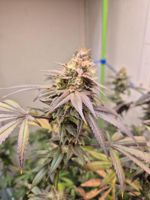 Purple panty droppers. Week 8 - Week 8 day 3 
18/9