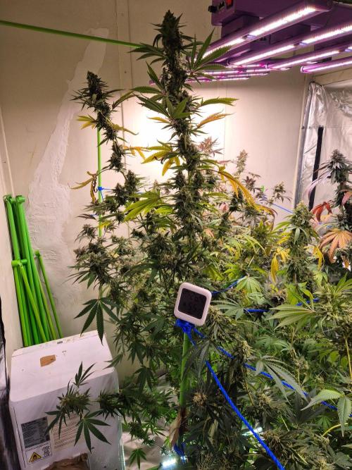 Purple diesel. Week 8 - Week 8 day 3 
18/9