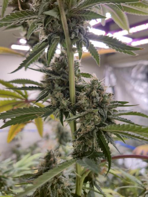 Purple diesel. Week 8 - Week 8 day 3 
18/9