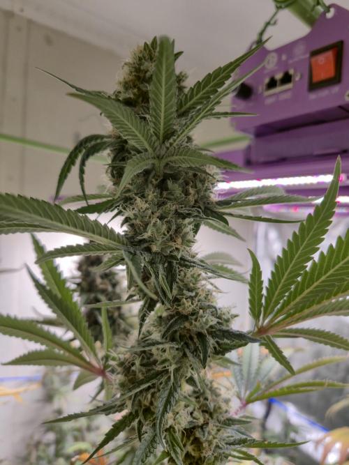 Purple diesel. Week 8 - Week 8 day 3 
18/9