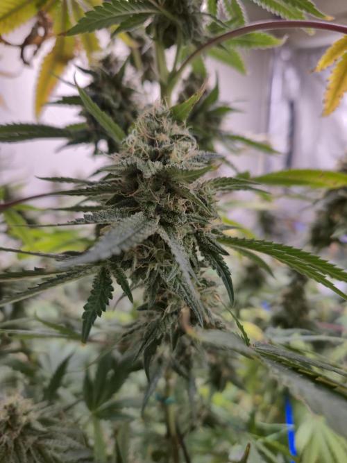 Purple diesel. Week 8 - Week 8 day 3 
18/9