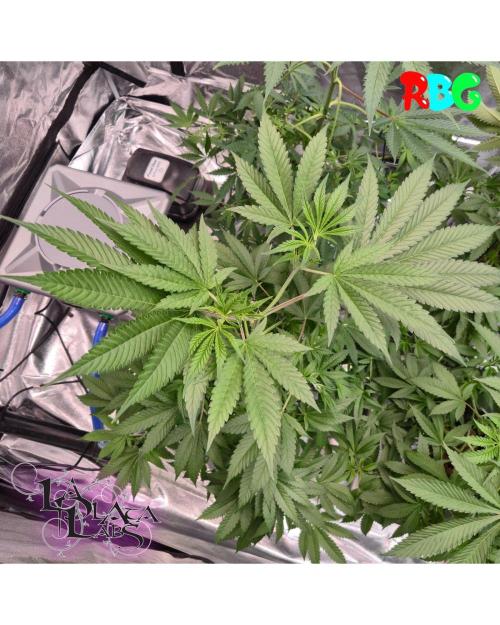 Alien Bubba RDWC. Week 4 - Week 4 day 3 
18/9