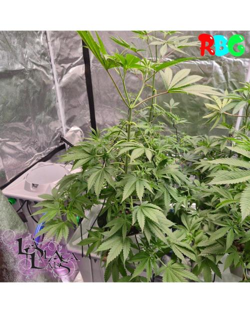 Alien Bubba RDWC. Week 4 - Week 4 day 
18/9