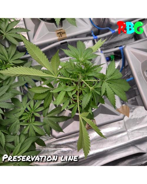 Peanut butter crashers ( RDWC ). Week 4 - Week 4 day 3 
18/9