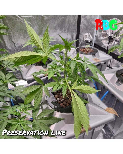 Peanut butter crashers ( RDWC ). Week 4 - Week 4 day 3 
18/9
