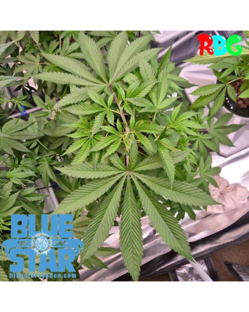 Lemon pound cake x blue star. Week 4 - Week 4 day 3 
18/9