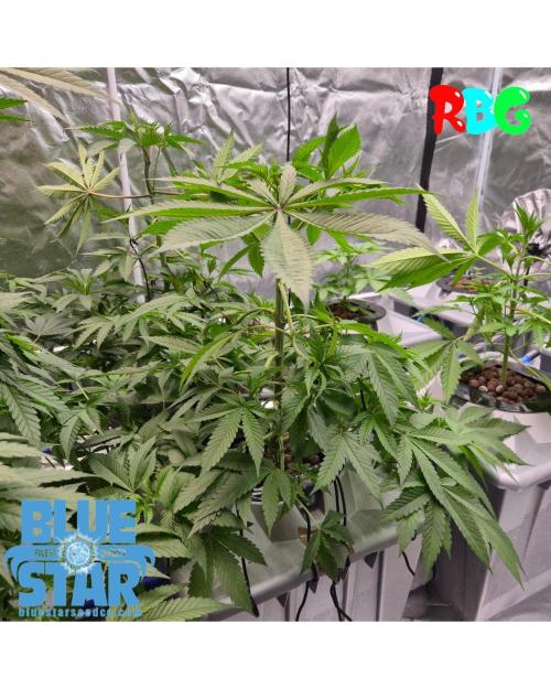 Lemon pound cake x blue star. Week 4 - Week 4 day 3 
18/9