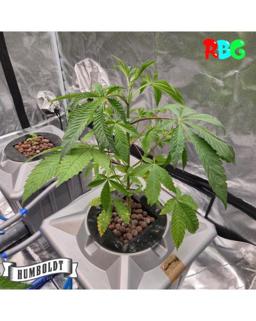 Gazzurple RDWC. Week 4 - Week 4 day 3 
18/9