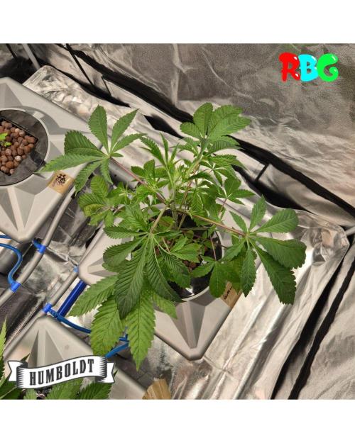 Gazzurple RDWC. Week 4 - Week 4 day 3 
18/9