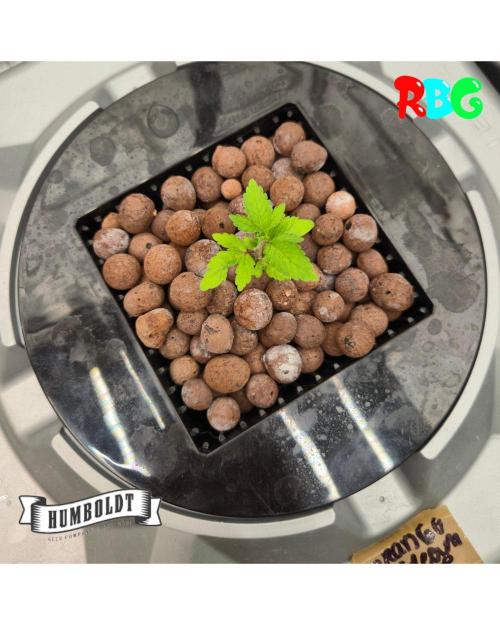 Orange Cream PoP RDWC. Week 4 - Week 4 day 3 
18/9