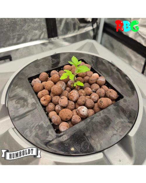 Orange Cream PoP RDWC. Week 4 - Week 4 day 3 
18/9