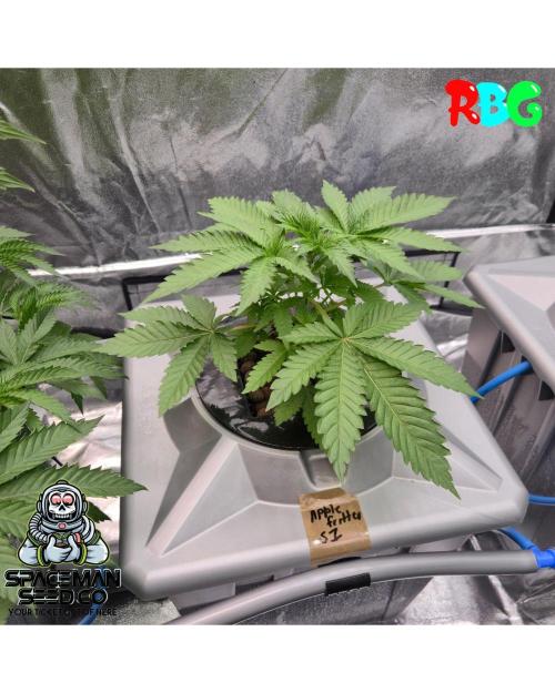 Apple fritter s1 RDWC. Week 4 - Week 4 day 3 
18/9