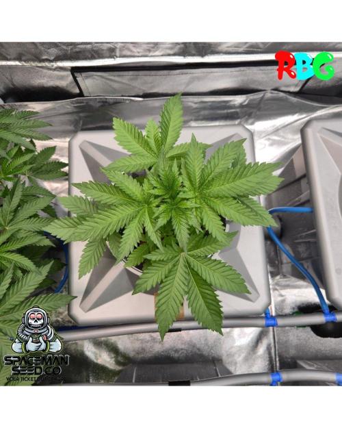 Apple fritter s1 RDWC. Week 4 - Week 4 day 3 
18/9