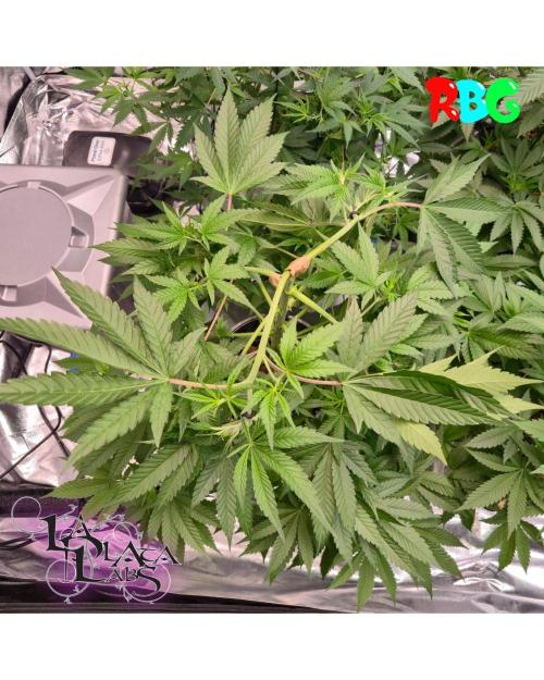 Alien Bubba RDWC. Week 4 - Week 4day 5 
20/9 