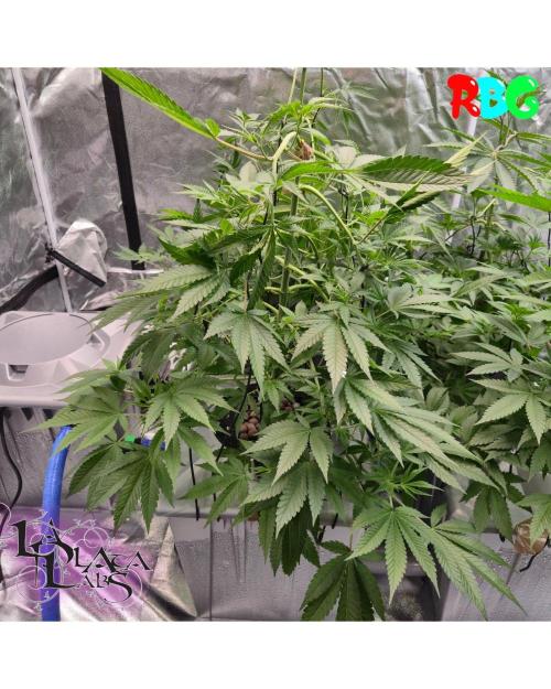 Alien Bubba RDWC. Week 4 - Week 4day 5 
20/9 