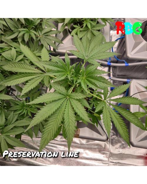 Peanut butter crashers ( RDWC ). Week 4 - Week 4day 5 
20/9 
