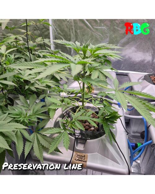 Peanut butter crashers ( RDWC ). Week 4 - Week 4day 5 
20/9 