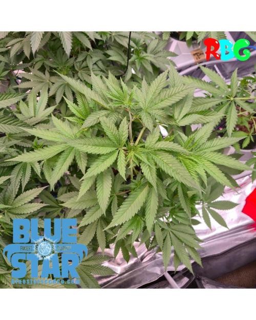 Lemon pound cake x blue star. Week 4 - Week 4day 5 
20/9 