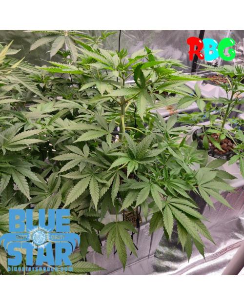 Lemon pound cake x blue star. Week 4 - Week 4day 5 
20/9 