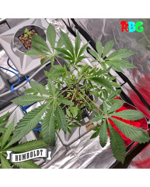 Gazzurple RDWC. Week 4 - Week 4day 5 
20/9 