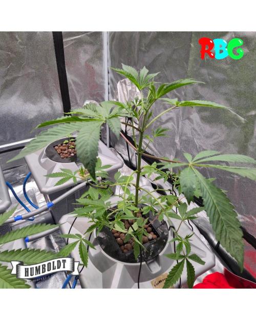 Gazzurple RDWC. Week 4 - Week 4day 5 
20/9 