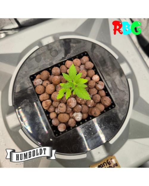 Orange Cream PoP RDWC. Week 4 - Week 4day 5 
20/9 