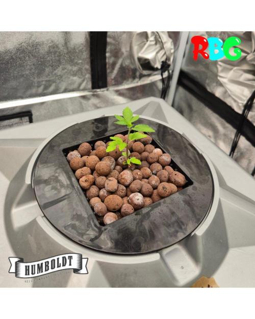 Orange Cream PoP RDWC. Week 4 - Week 4day 5 
20/9 
