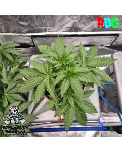 Apple fritter s1 RDWC. Week 4 - Week 4day 5 
20/9 