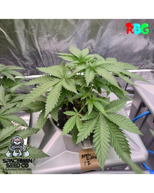 Apple fritter s1 RDWC. Week 4 - Week 4day 5 
20/9 