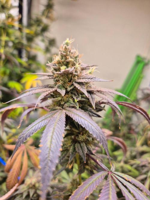 Purple panty droppers. Week 9 - Week 9 day 1 
23/9