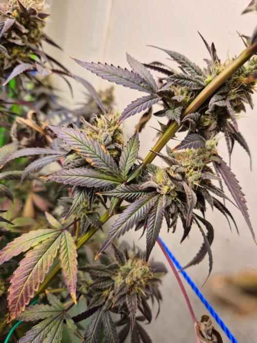 Purple panty droppers. Week 9 - Week 9 day 1 
23/9