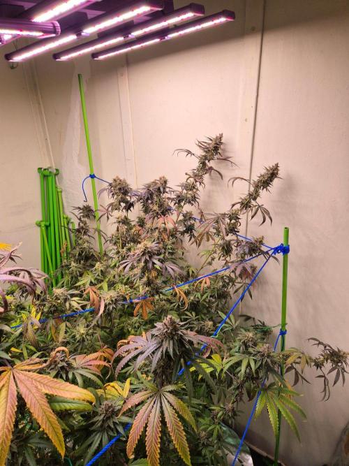 Purple panty droppers. Week 9 - Week 9 day 1 
23/9